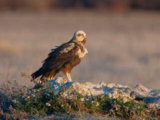 Marsh harrier, Circus aeruginosus