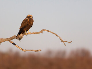 Marsh harrier, Circus aeruginosus