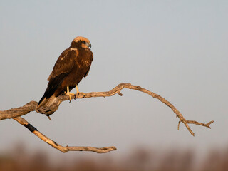 Marsh harrier, Circus aeruginosus