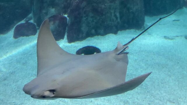 stingray in the water