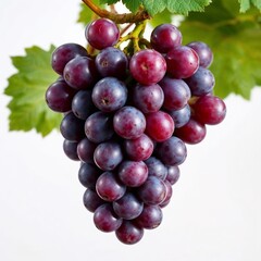 Fototapeta premium Grape Vine with a Bunch of Grapes – Lush Vineyard Scene 