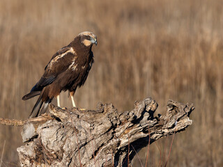 Marsh harrier, Circus aeruginosus