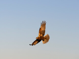 Marsh harrier, Circus aeruginosus