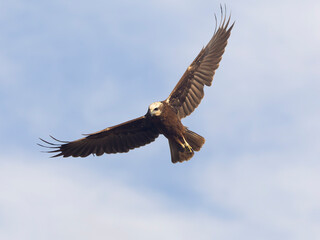 Marsh harrier, Circus aeruginosus