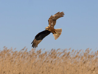 Marsh harrier, Circus aeruginosus