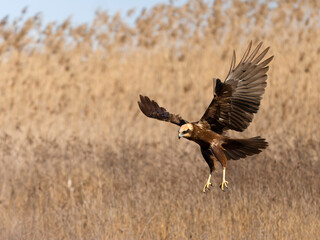 Marsh harrier, Circus aeruginosus