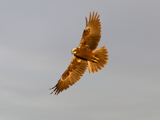 Marsh harrier, Circus aeruginosus