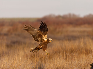 Marsh harrier, Circus aeruginosus