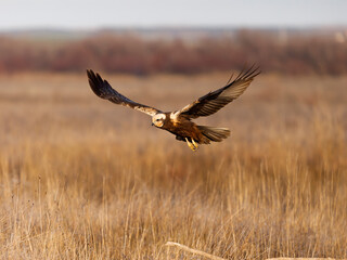 Marsh harrier, Circus aeruginosus