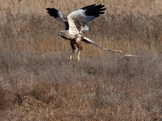 Marsh harrier, Circus aeruginosus