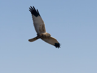 Marsh harrier, Circus aeruginosus