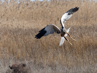 Marsh harrier, Circus aeruginosus