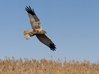 Marsh harrier, Circus aeruginosus