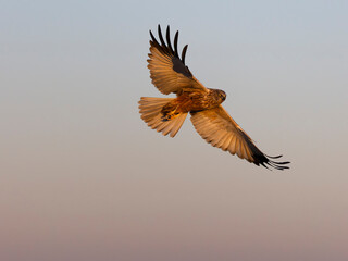 Fototapeta premium Marsh harrier, Circus aeruginosus