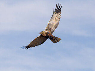 Marsh harrier, Circus aeruginosus