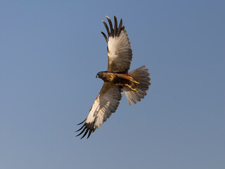 Marsh harrier, Circus aeruginosus