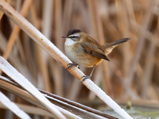 Moustached warbler, Acrocephalus melanopogon
