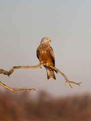 Red kite, Milvus milvus