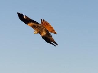 Red kite, Milvus milvus