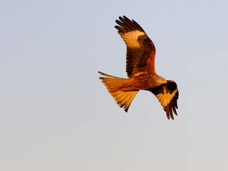 Red kite, Milvus milvus
