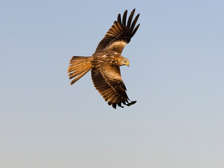 Red kite, Milvus milvus