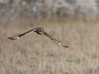 Short-eared owl, Asio flammeus