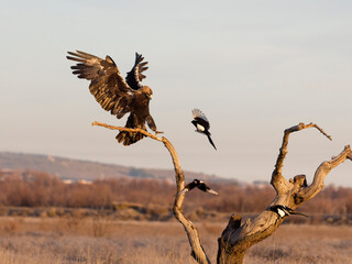 Spanish imperial eagle, Aquila adalbert