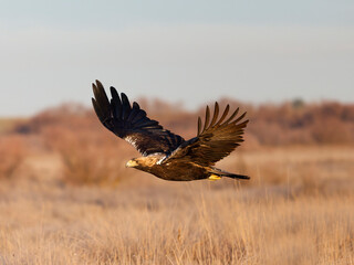 Spanish imperial eagle, Aquila adalbert