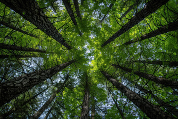 Fototapeta premium View of the sky from below, through the trees. Generative AI