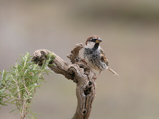 Spanish sparrow, Passer hispaniolensis