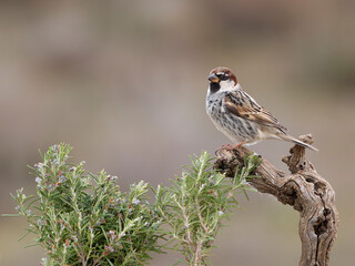 Spanish sparrow, Passer hispaniolensis