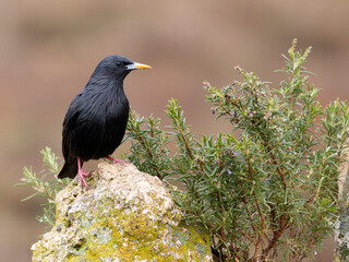 Spotless starling, Sturnus unicolor