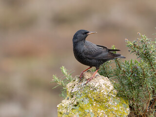 Spotless starling, Sturnus unicolor