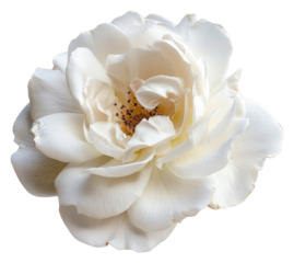 PNG White rose flower petal plant.