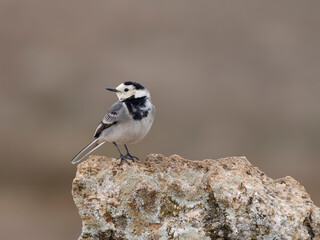 White wagtail, Motacilla alba