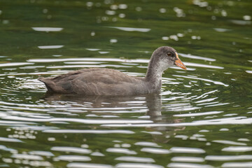 Coot baby in a pond, close up