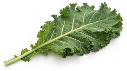Single Kale Leaf on White Background