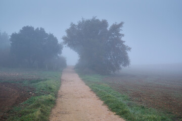 Misty morning path leading through foggy rural landscape