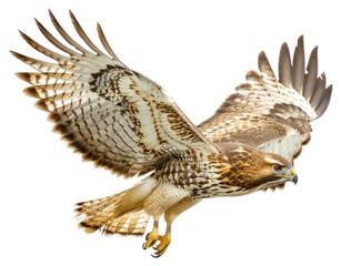 Fototapeta premium PNG Majestic hawk in flight