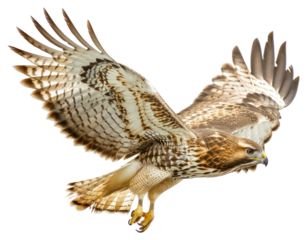 PNG Majestic hawk in flight