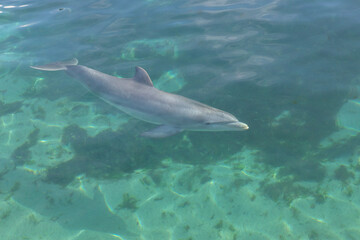 Fototapeta premium Exposure of rescued dolphins in Bermuda Island, namely Offshore Bottlenose Dolphins (Tursiops truncatus)