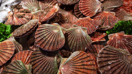 Venice fish market early morning in February. Scallops, natural shellfish background. Sale of...