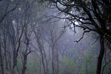 Misty oak forest with twisting branches