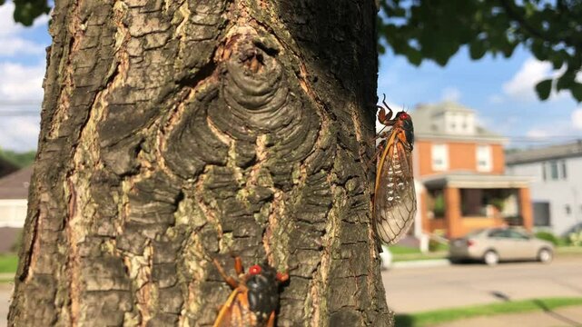 A cicada climbs a tree. This cicada is part of Brood VIII which only appears in Western Pennsylvania every 17 years.  	