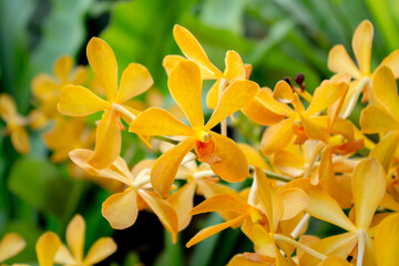 Close-up of yellow orchid flower, 5 petals, green leaf background, colorful garden flowers, beautiful fresh blooming flowers.