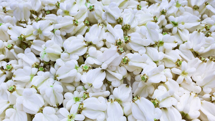 Close up white crown flower backgroud concept, Top view calotropis gigantea or giant indian...