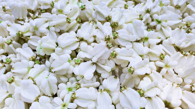 Close up white crown flower backgroud concept, Top view calotropis gigantea or giant indian milkweed.  - Powered by Adobe