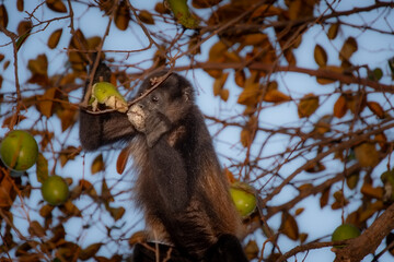Howler monkey in its tree in the Moroccan forest in the province of Guanacaste
