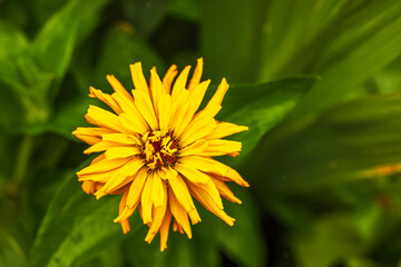 Close-up view of yellow zinnia flower blooming in garden against green blurred foliage.