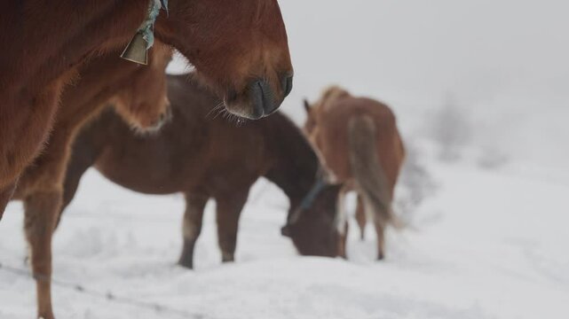 Cavalli nella neve